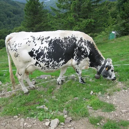 Familial Dans Le Parc Des Vosges, Wifi Et Animaux Acceptes - Fr-1-589-840 * Le Ménil